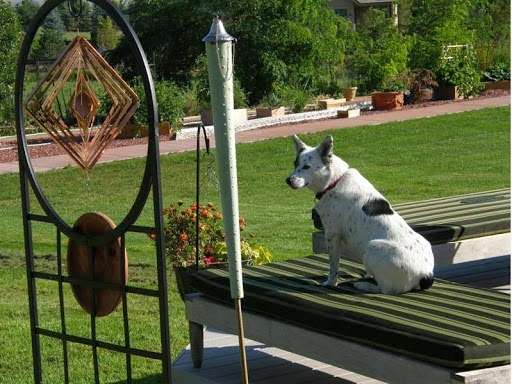 Doggie Vacay | 873 Applewood Dr, Lafayette, CO 80026, USA | Phone: (303) 554-9217