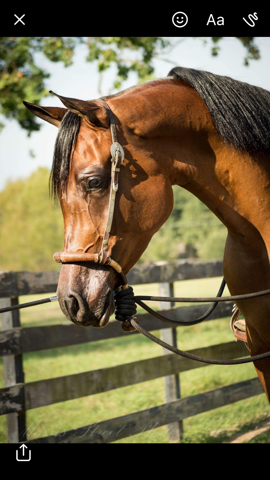 CG Performance Horses | 26418 N Memory Ln, Magnolia, TX 77355, USA | Phone: (832) 309-7018