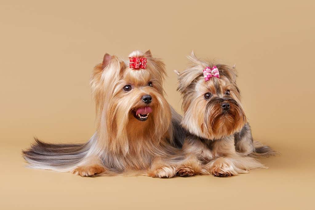 Waggers Pet Parlor | 1342 Kings Hwy, Swedesboro, NJ 08085, USA | Phone: (856) 214-3444