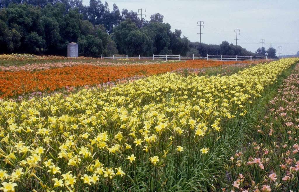 Greenwood Daylily Gardens Inc | 8000 Balcom Canyon Rd, Somis, CA 93066, USA | Phone: (562) 494-8944