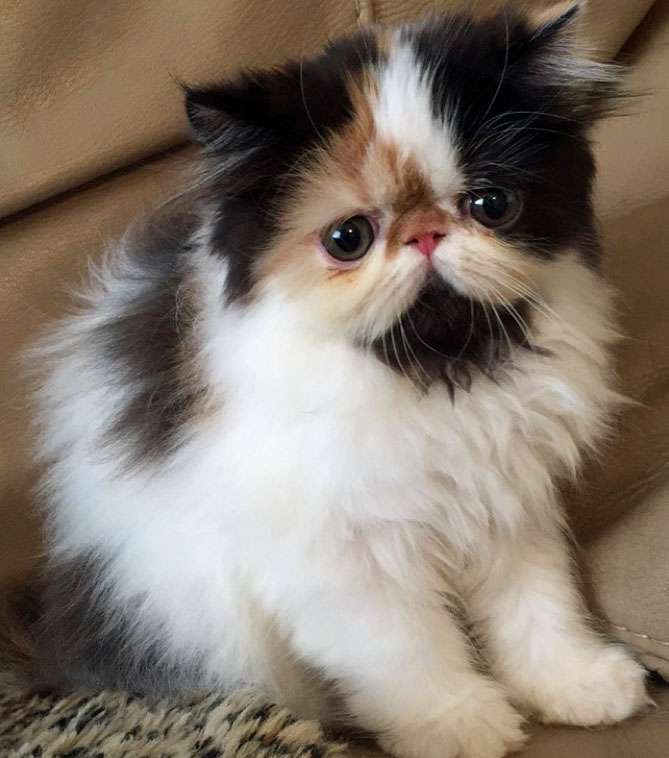 Purrty Persians Kittens | 789 Fuchsia St, Corona, CA 92879, USA | Phone: (951) 642-2700