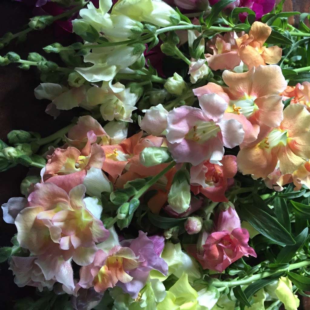 STILL WATERS FARM AND GARDENS | 1321 Schumann Ln, Hickory, NC 28602, USA | Phone: (704) 578-4586