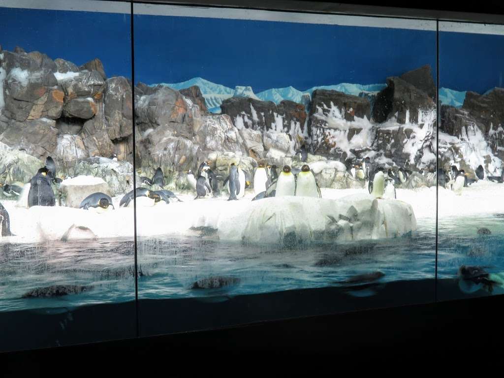 Penguin Encounter | San Diego, CA 92109, USA | Phone: (619) 226-3900