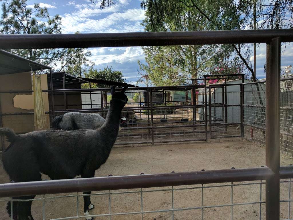Americas Teaching Zoo | 7075 Campus Rd, Moorpark, CA 93021, USA | Phone: (805) 378-1441