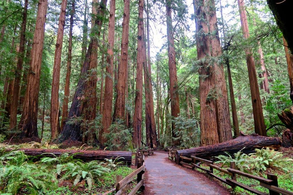 Muir Woods National Monument | 1 Muir Woods Rd, Mill Valley, CA 94941, USA | Phone: (415) 561-2850