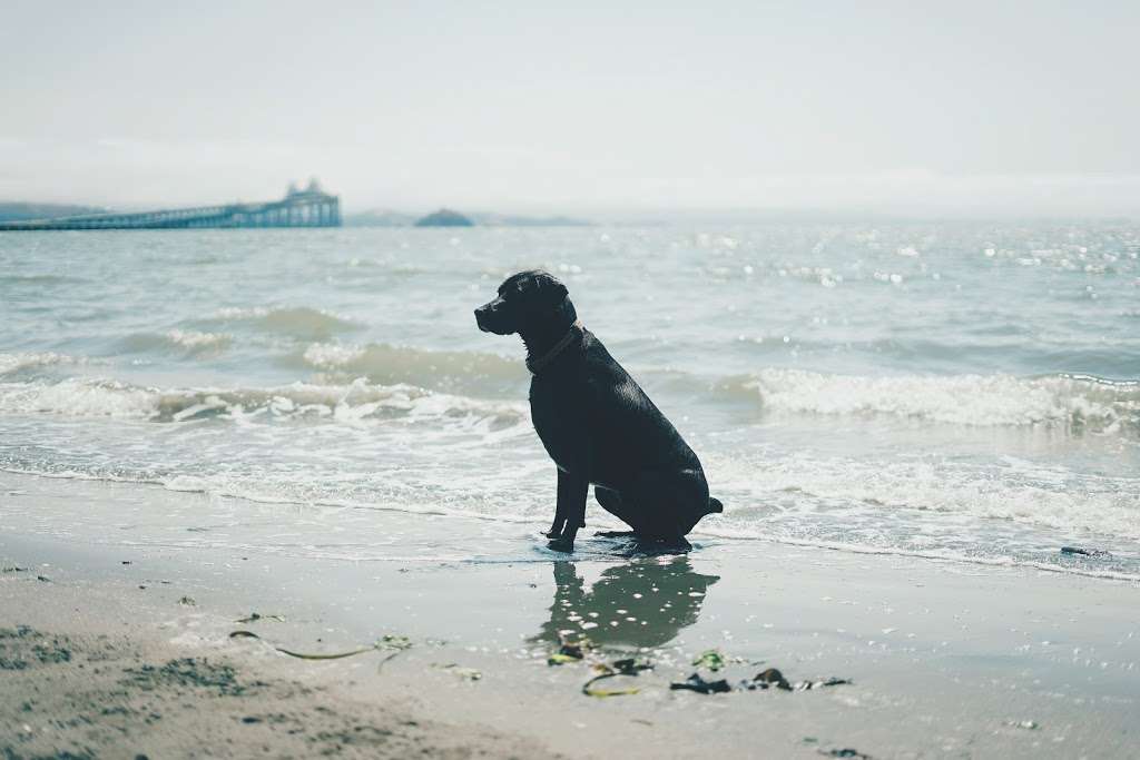 San Quentin Beach | 23 Main St, San Quentin, CA 94964