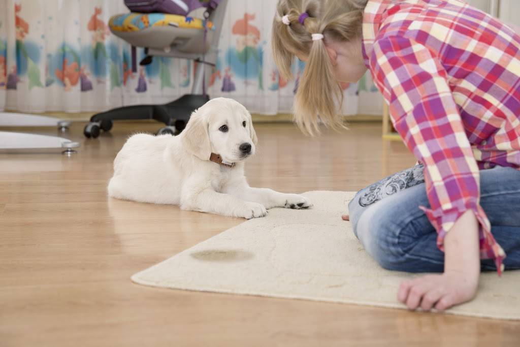 Steam Carpet Cleaning Irving | 4600 Fuller Dr, Irving, TX 75038, USA | Phone: (972) 807-0453