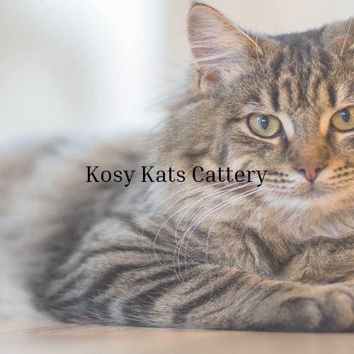Kosy Kats Cattery | 40 Brickendon La, Brickendon, Hertford SG13 8NU, UK | Phone: 01992 511462