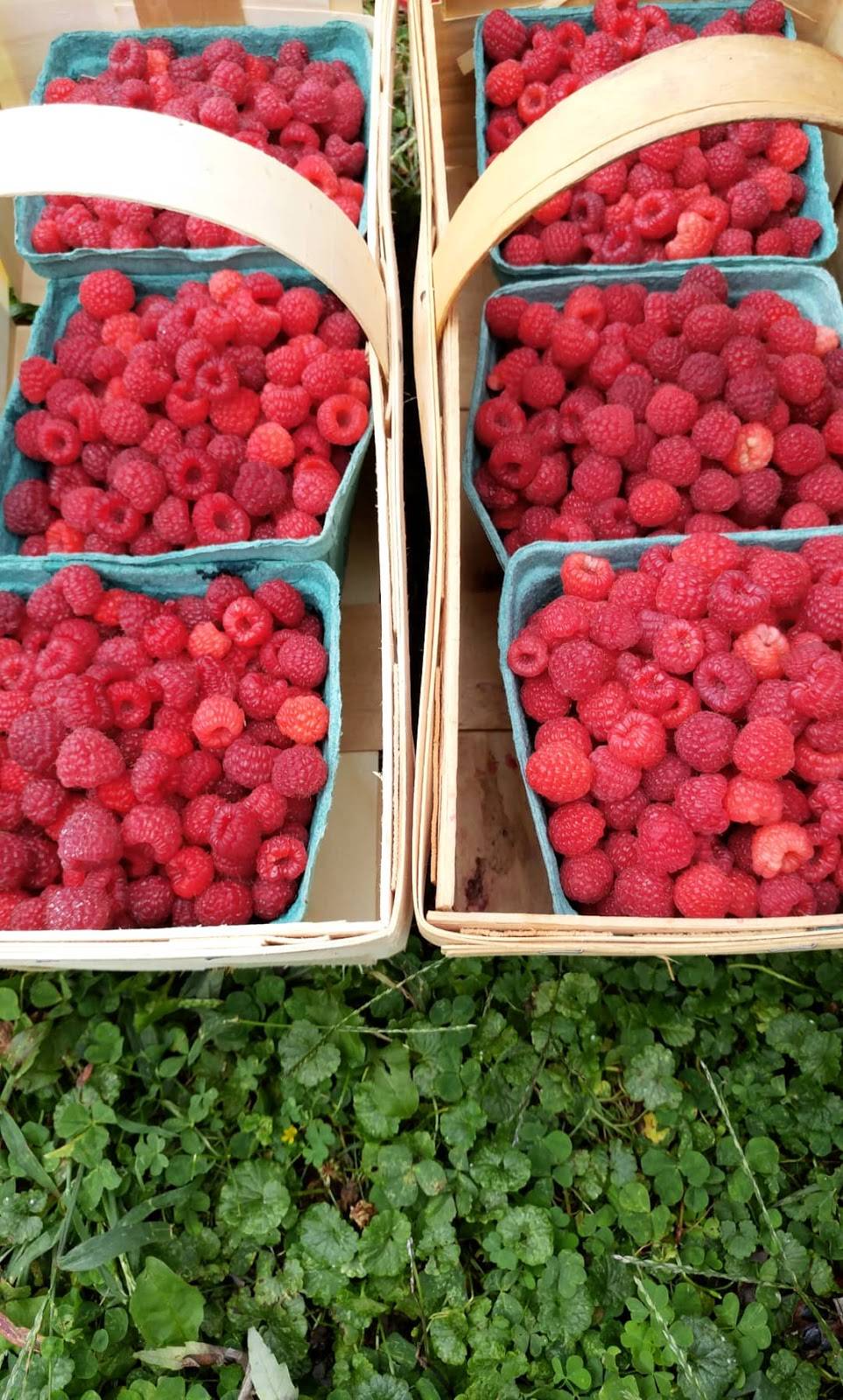 Rosby Greenhouse and Berry Farm | 42 E Schaaf Rd, Brooklyn Heights, OH 44131, USA | Phone: (216) 661-6102