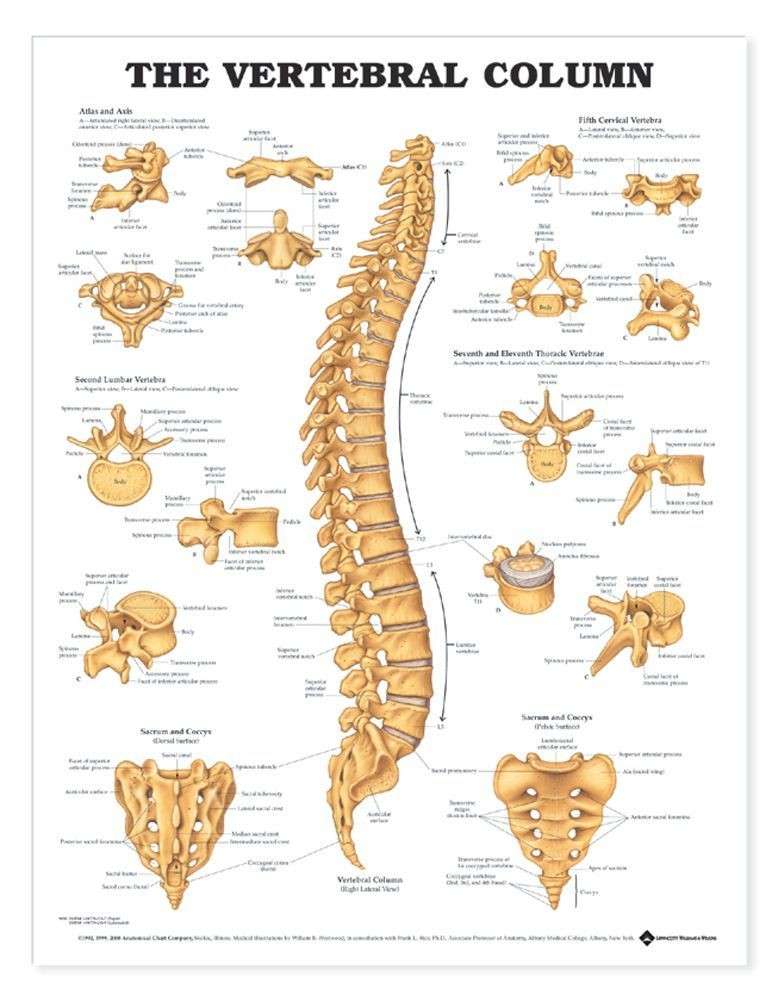 Osteopath Jacqueline Lyons. Joris Timmermans Manual Therapy | 7 Thurstan Rd, Wimbledon, London SW20 0EB, UK | Phone: 07711 816126