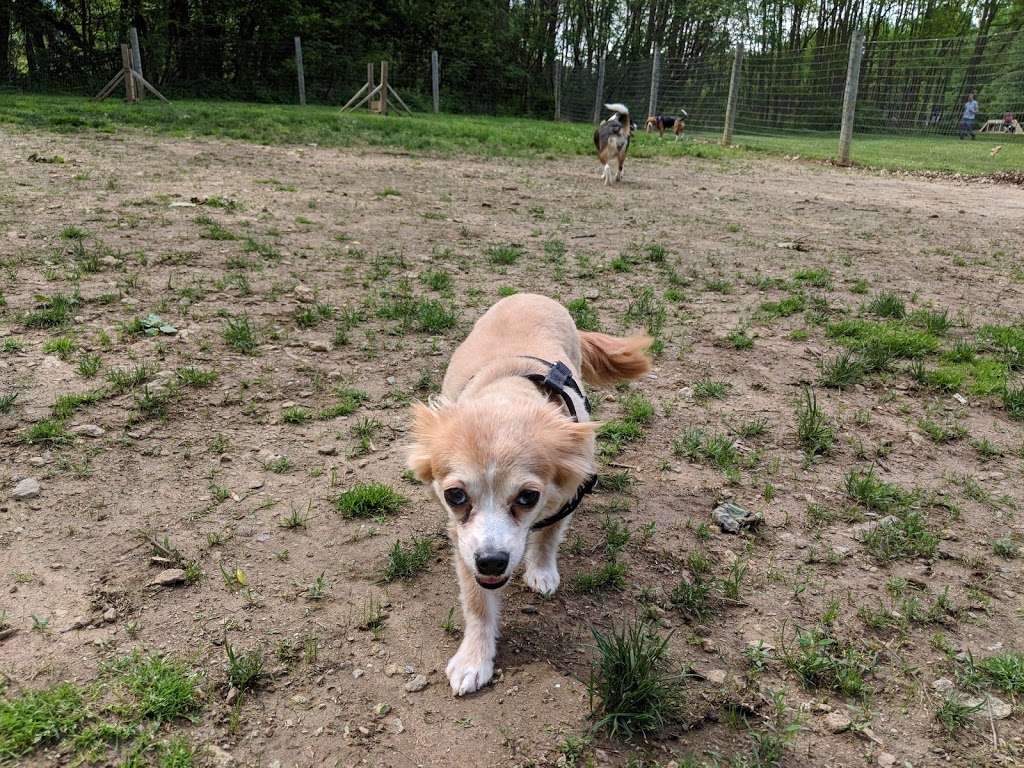 Central Park County Dog Park | Collins Rd, Morris Plains, NJ 07950, USA | Phone: (973) 326-7600