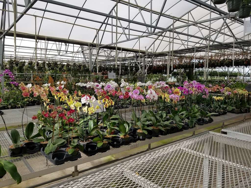 E.F.G. Orchids inc. | 4265 Marsh Rd, DeLand, FL 32724, USA | Phone: (386) 738-8600