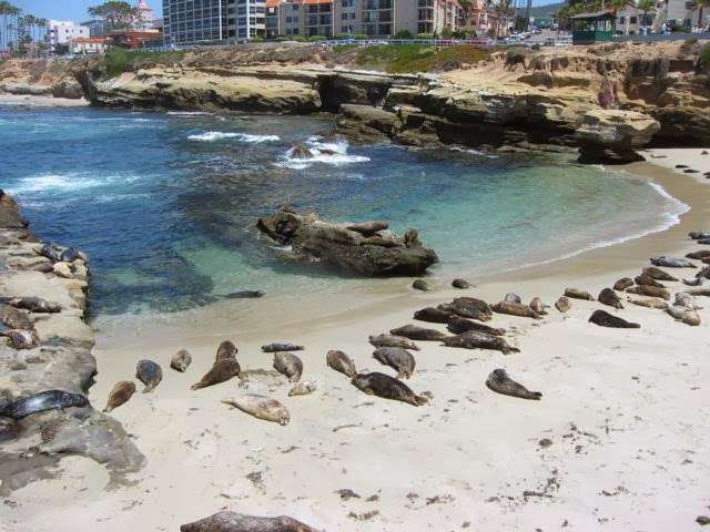 La Jolla dive | 2144 Avenida De La Playa, La Jolla, CA 92037, USA | Phone: (619) 206-2485