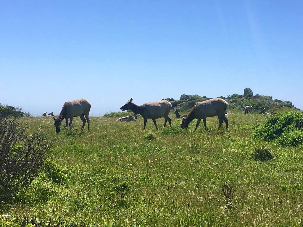 Tomales Point | Inverness, CA 94937, USA