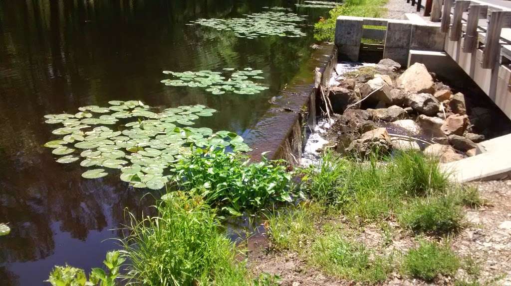 Raccoon Pond | Laurel, DE 19956, USA