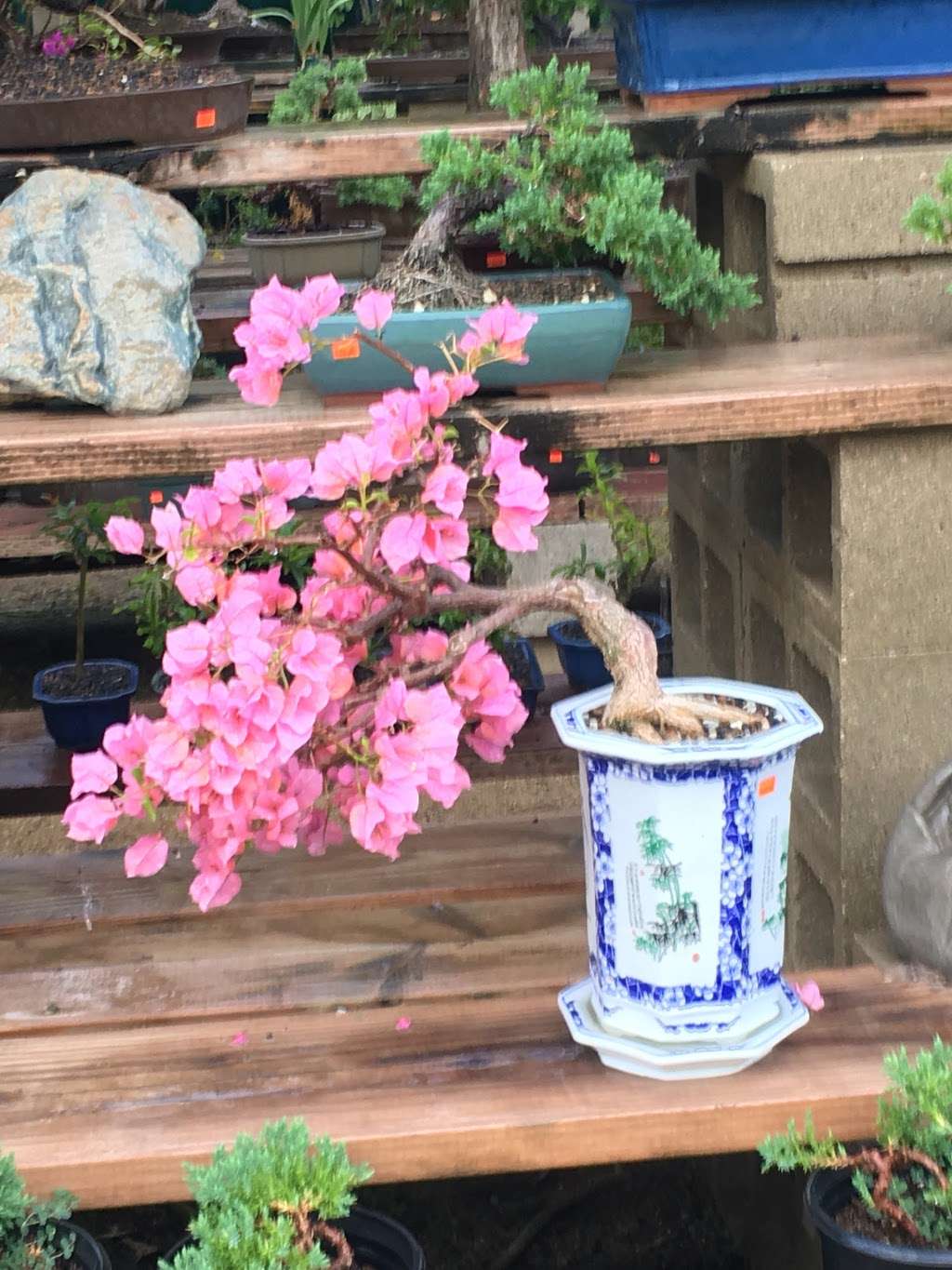 California Bonsai Studio | 4015 N Moorpark Rd, Thousand Oaks, CA 91360 | Phone: (805) 616-2271