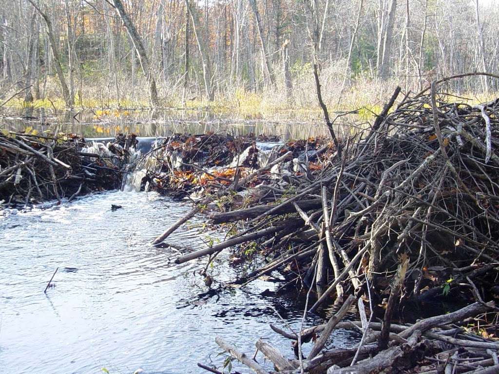 Beaver Trapper / Wildlife Trapper Co. | Wildlifetrapper@gmail.com, Please email your job request, Map marker shows recent beaver activity, Boxford, MA 01921, USA | Phone: (781) 389-3200