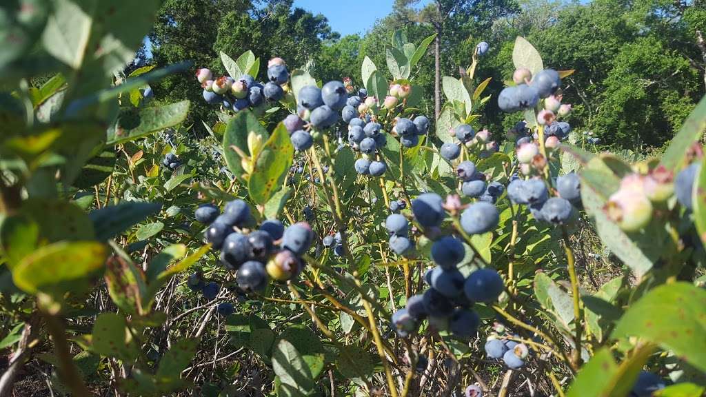 Ever After Farms U-Pick Blueberry Farm | 4400 Bouganvilla Dr, Mims, FL 32754, USA | Phone: (321) 269-9502