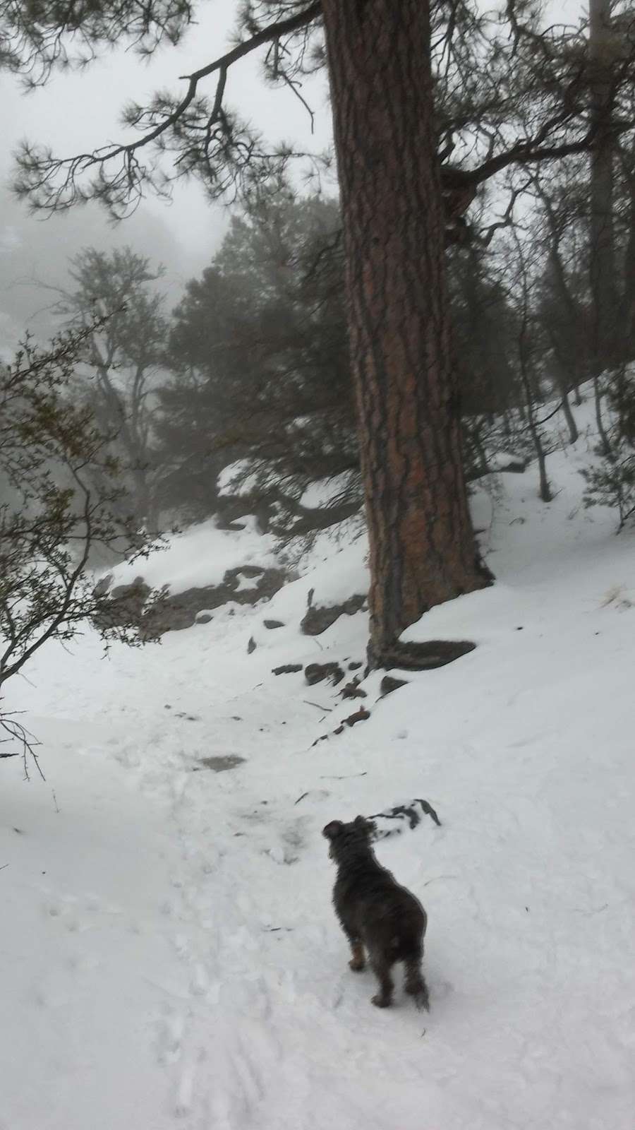 Eagles Nest Loop | Mt Charleston, NV 89124, USA