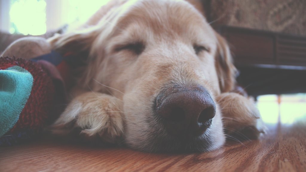 Pet Health Animal Hospital | 8520 W Desert Inn Rd, #1, Las Vegas, NV 89117, USA | Phone: (702) 910-4500