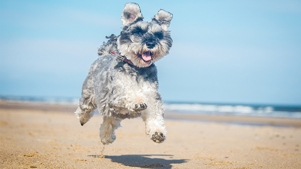 Shore Veterinarians Hammonton | 357 S White Horse Pike, Hammonton, NJ 08037, USA | Phone: (609) 561-2802