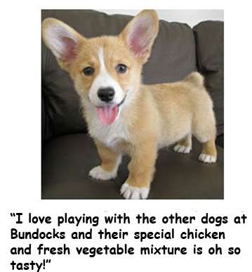 Bundocks Kennels | 2405 Coffee Ln, Sebastopol, CA 95472, USA | Phone: (707) 823-2342