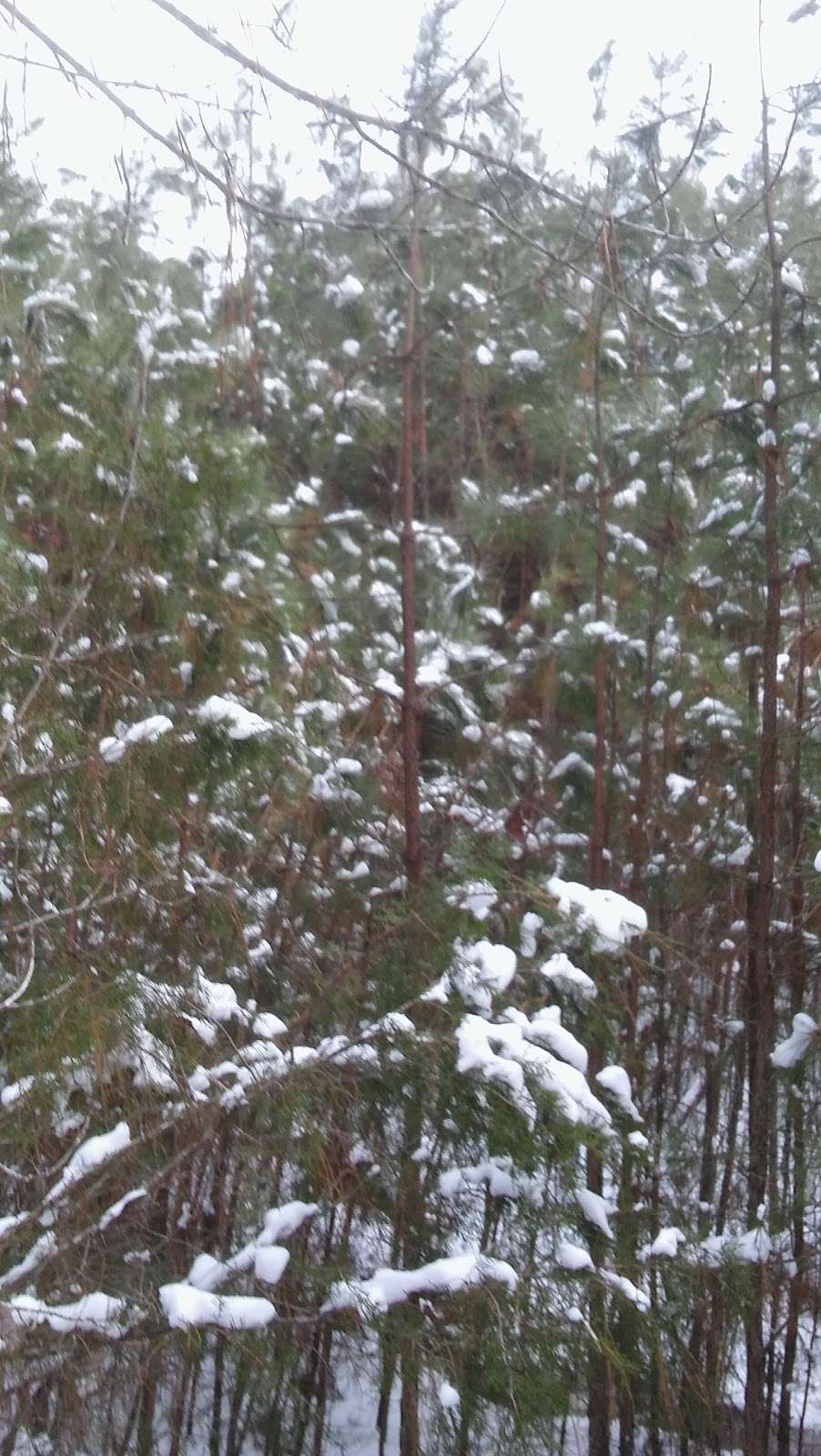 Poor Farm Park | 13400 Liberty School Rd, Ashland, VA 23005, USA | Phone: (804) 275-0722