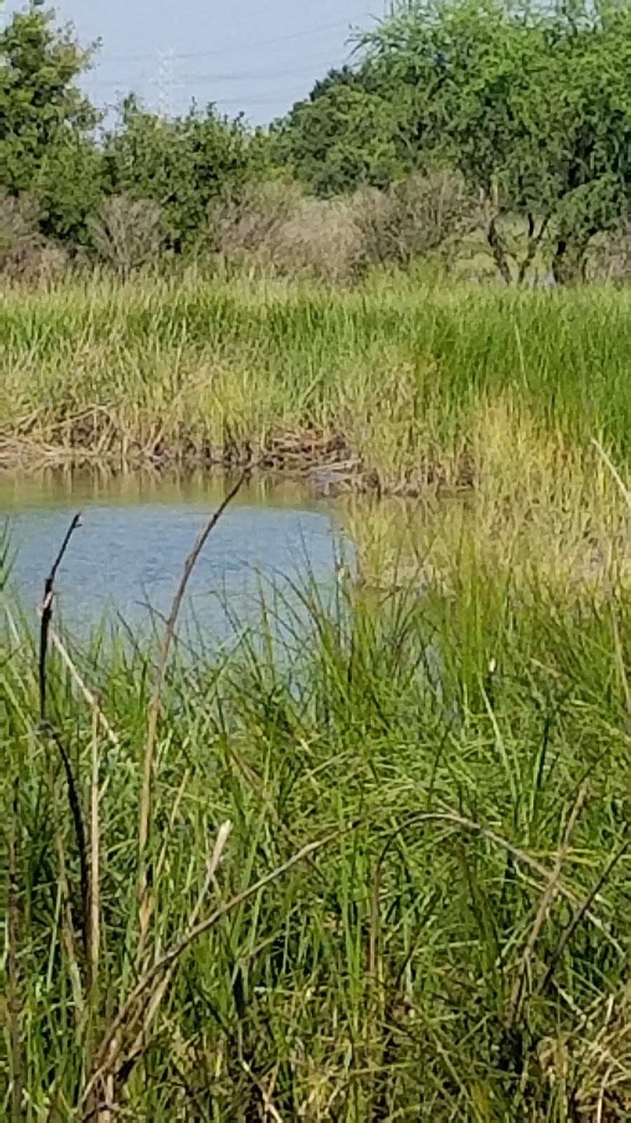 Dr. Ned and Fay Dudney Clear Creek Nature Center | 1220 Egret Bay Blvd, League City, TX 77573, USA | Phone: (281) 554-1181