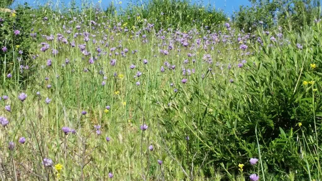 Anaheim Hills Riding and Walking Trail | 6984 E Overlook Terrace, Anaheim, CA 92807, USA