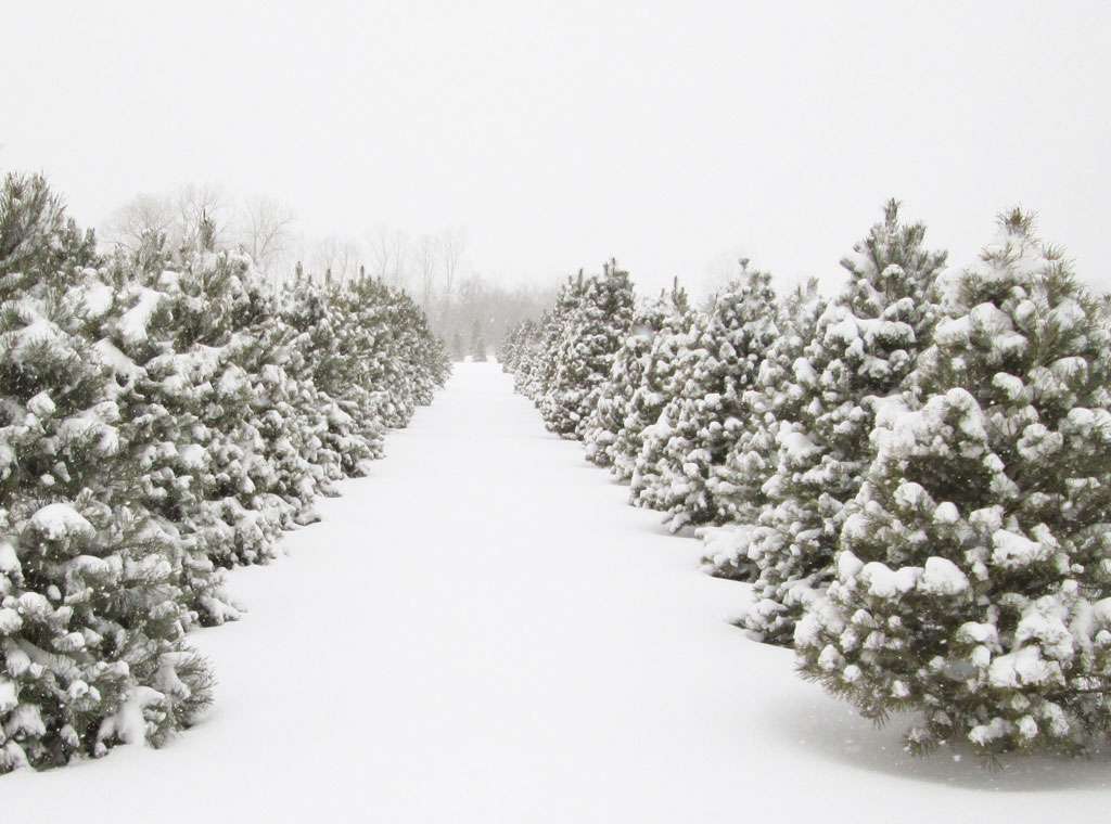 Ganim Tree Farm | 128 Center Rd, Easton, CT 06612, USA | Phone: (203) 261-5600