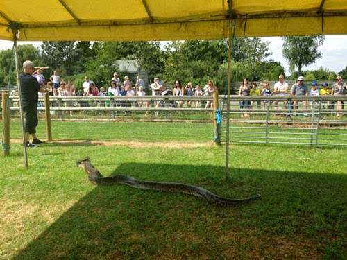 Snakes Alive Ltd | Barleylands Road, Barleylands Farm Park, Billericay CM11 2UD, UK | Phone: 07527 927518