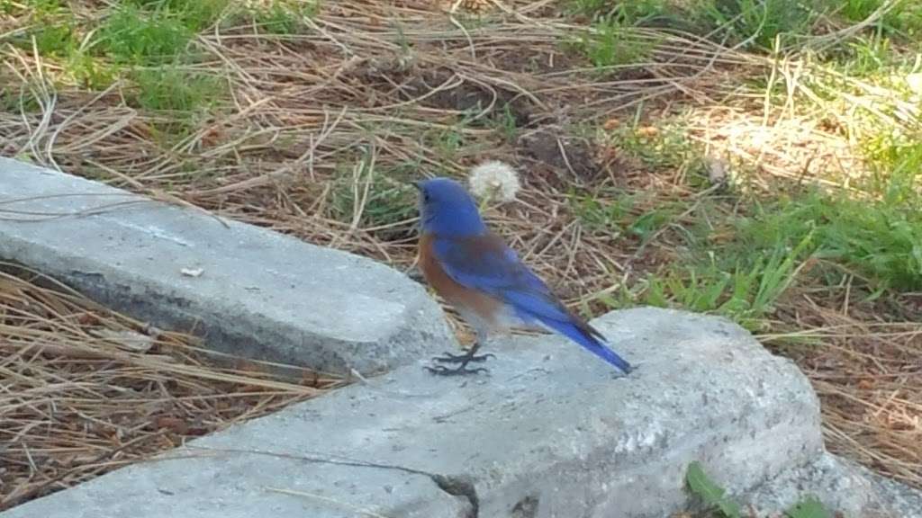 Jefferson Recreation Center | 1501 E Villa St, Pasadena, CA 91106, USA | Phone: (626) 744-7500