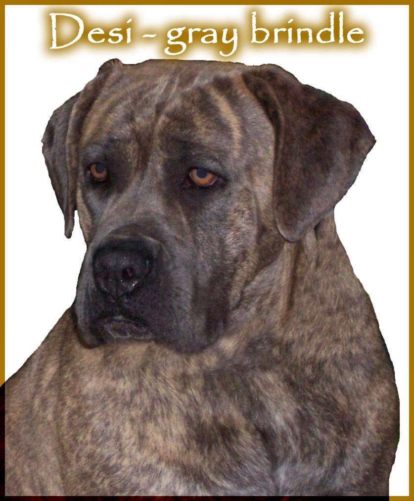 Spirit of Wisdom Rottweiler and Cane Corso | 12691 Rustlers Ridge, Lusby, MD 20657, USA | Phone: (301) 674-9837