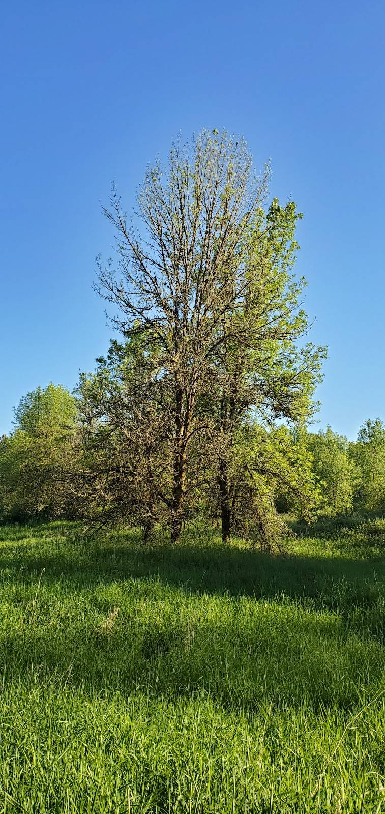 Sauvie Island Wildlife Area | 18330 NW Sauvie Island Rd, Portland, OR 97231, USA | Phone: (503) 621-3488