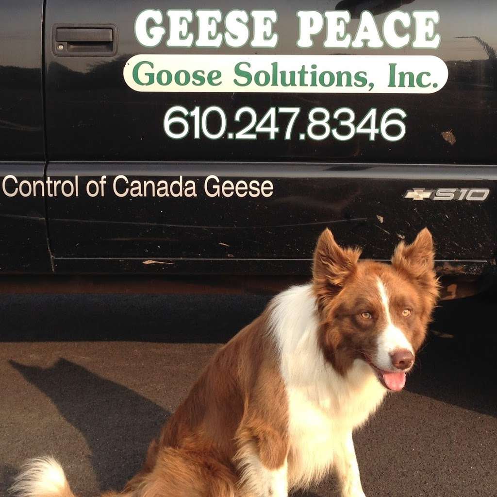 Geese Peace LLC | 26 Colonial Dr, Perkiomenville, PA 18074, USA | Phone: (610) 247-8346