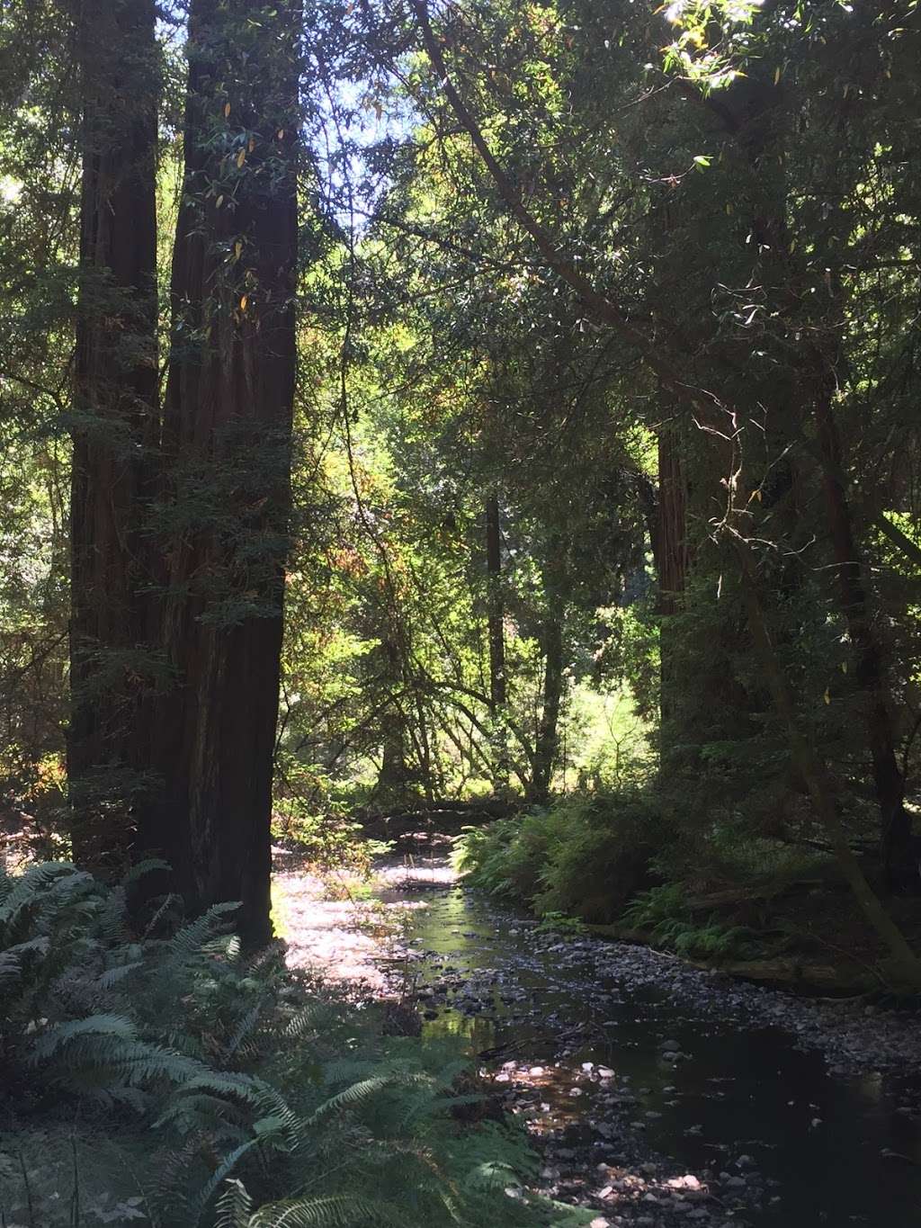 Muir Woods Tours & Adventures | 1806 Belles St suite 5B, San Francisco, CA 94129, USA | Phone: (415) 831-4157