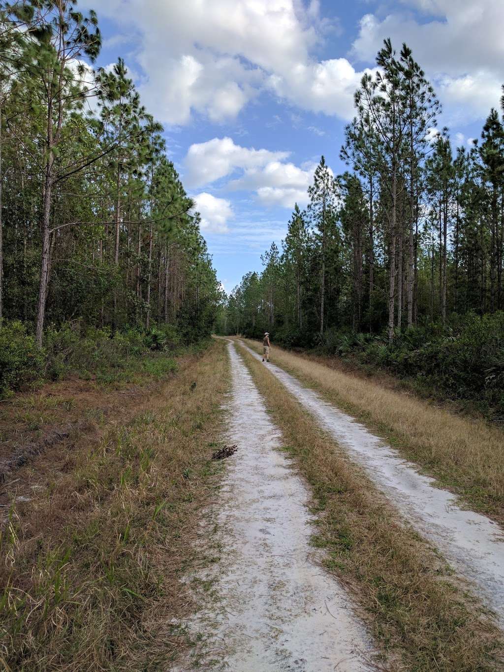 Tiger Bay State Forest | 4316 W International Speedway Blvd, Daytona Beach, FL 32124, USA | Phone: (386) 317-3277