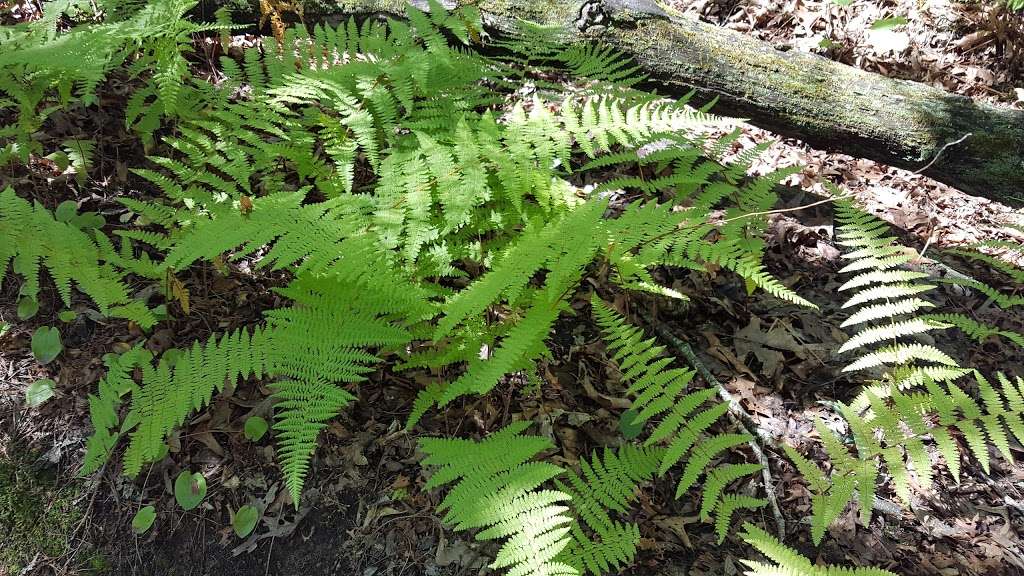 Franklin State Forest | 80 Forge Hill Rd, Franklin, MA 02038, USA