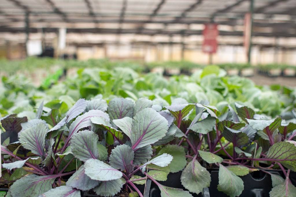 Bates Nursery and Garden Center | 3810 Whites Creek Pike, Nashville, TN 37207, USA | Phone: (615) 876-1014