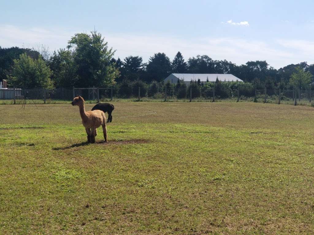 Arrow Acres alpaca farm | 2011 Bentz Rd, Wall Township, NJ 07719 | Phone: (732) 861-1385