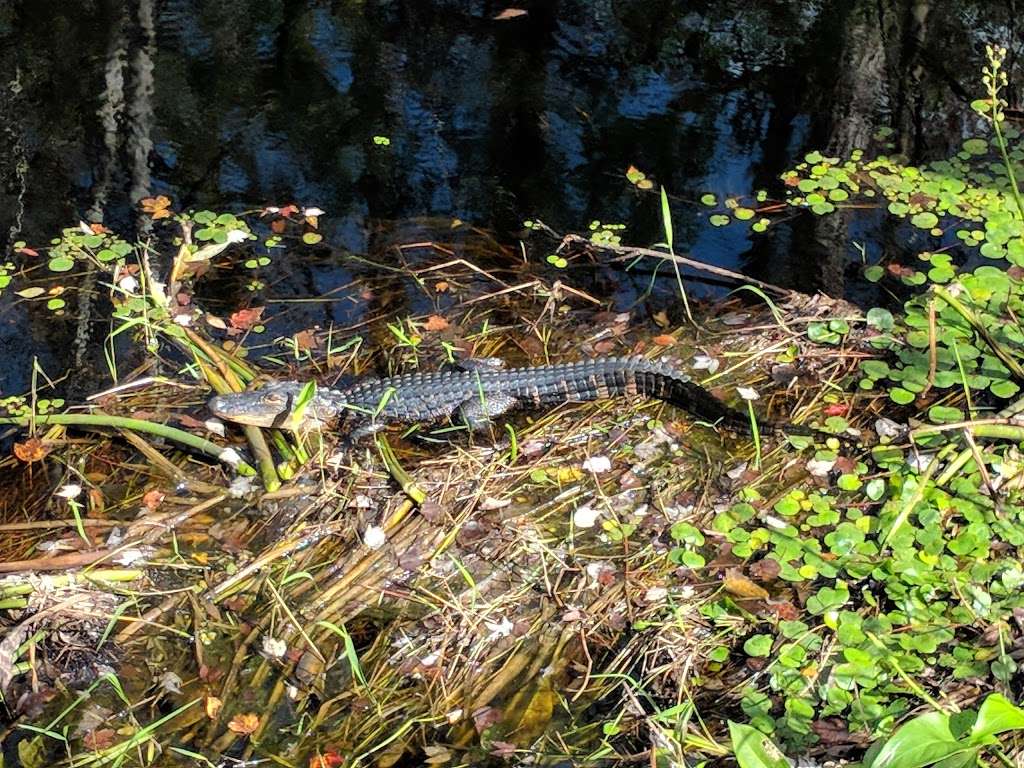 Van Fleet Trail - Bay Lake Trailhead | Van Fleet Trail, Groveland, FL 34736, USA