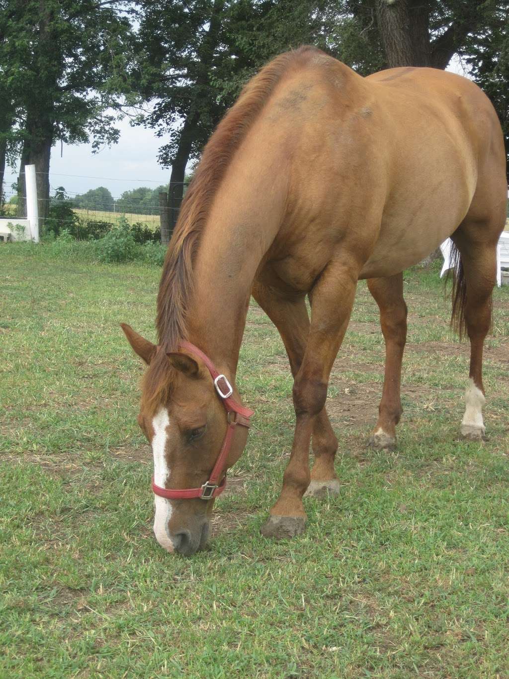 The Albee Farm horse motel/riding center | 19671 SE State Rte Dd, St Joseph, MO 64505, USA | Phone: (816) 676-2267