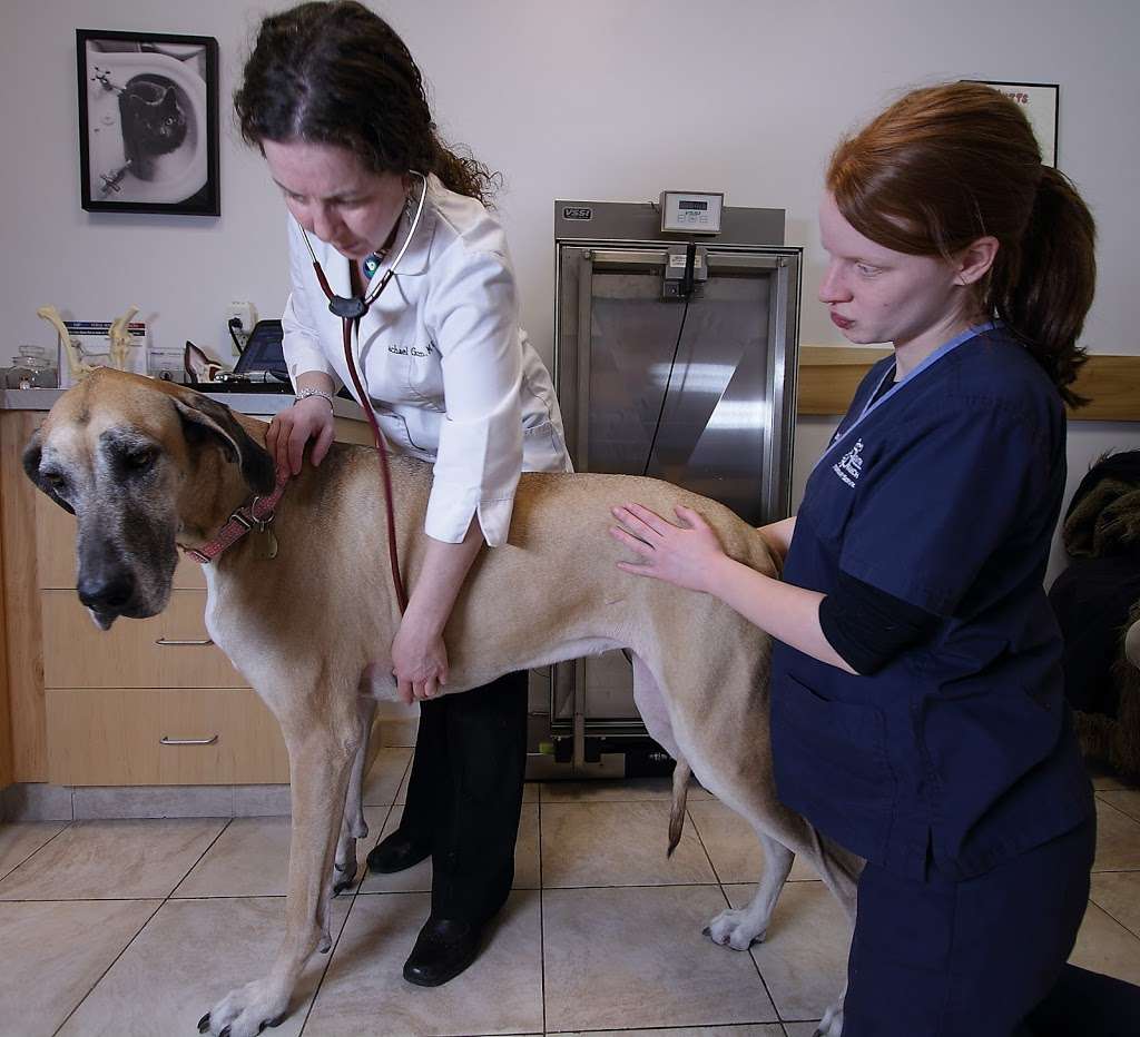 South Branch Veterinary Services | 1127 NJ-31, Lebanon, NJ 08833, USA | Phone: (908) 735-9998