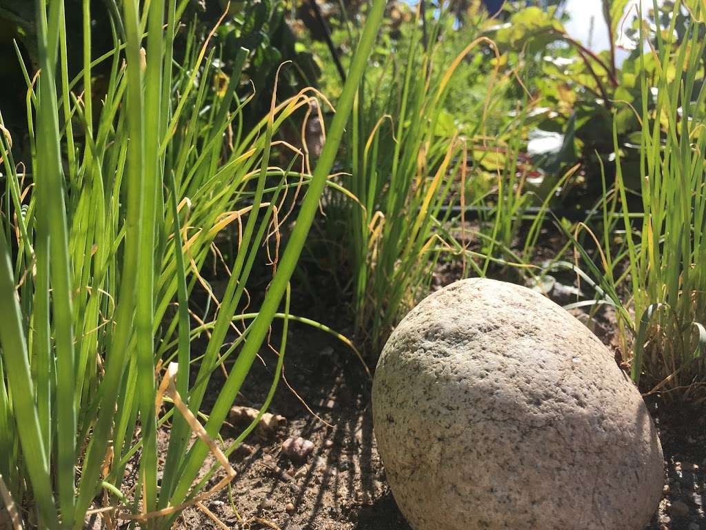 Buffalo Park Community Garden | Evergreen, CO 80439, USA