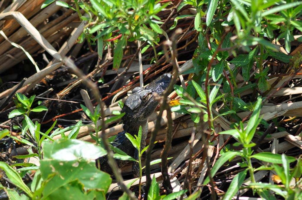 Marsh Landing Adventures / Orlando Airboat Tours | 2830 Neptune Rd, Kissimmee, FL 34744, USA | Phone: (407) 572-3561