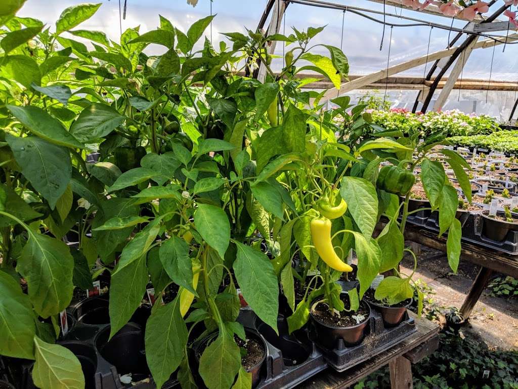 Windmill Heights Garden Center | 1901 Broad St, Culpeper, VA 22701, USA | Phone: (540) 825-2059