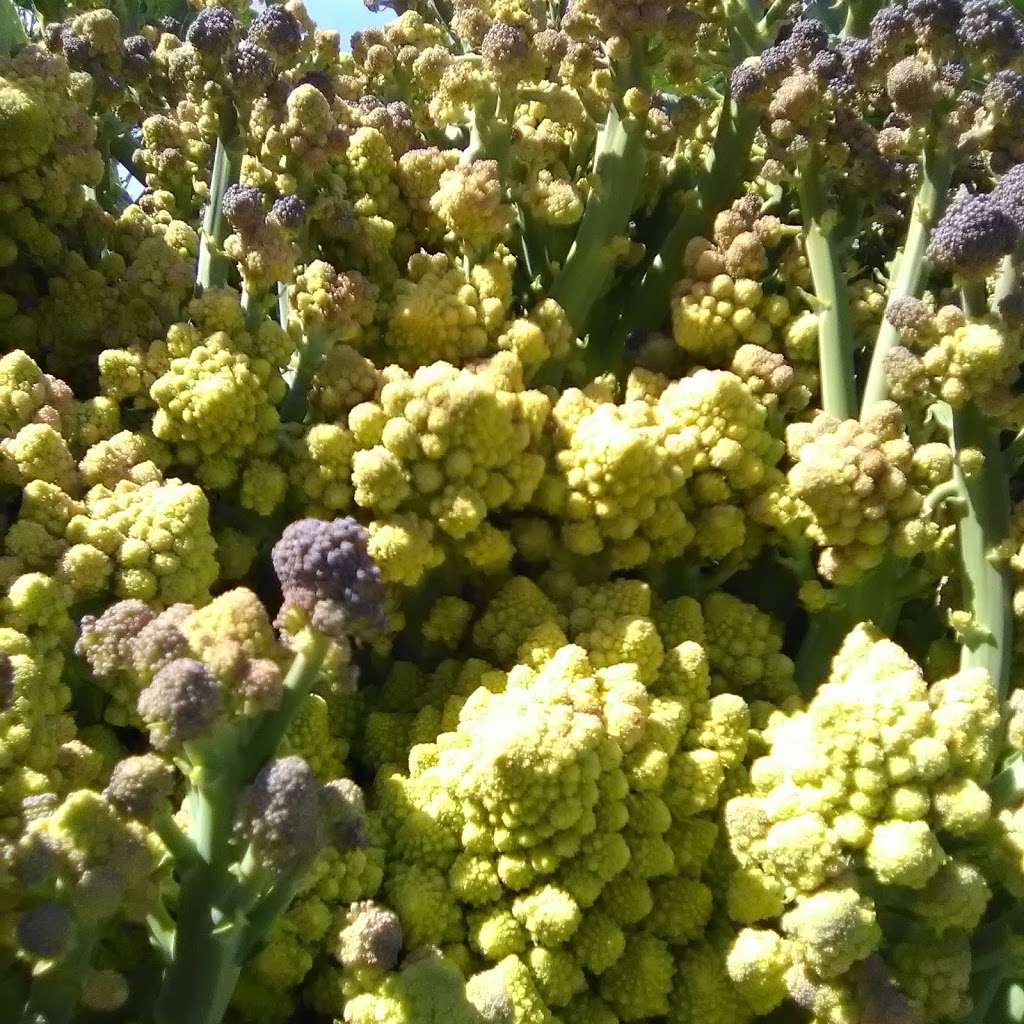 Cornucopia Community Garden | Bobolink Ln, Ventura, CA 93003 | Phone: (805) 658-4754