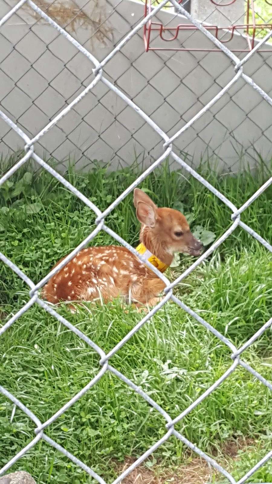 Pocono Wildlife Rehabilitation & Education Center | 1161 Cherry Dr, Stroudsburg, PA 18360, USA | Phone: (570) 402-0223