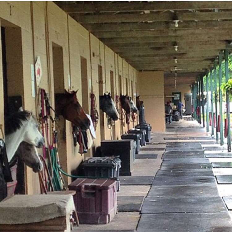 Equines & Equestrians, Inc. | 16528 Winners Cir # 6, Delray Beach, FL 33446 | Phone: (954) 650-4324