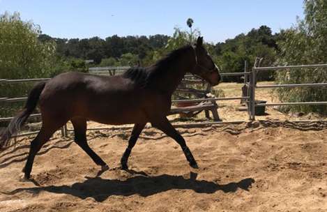 California Coastal Horse Rescue | Oak View, CA 93022, USA | Phone: (805) 649-1090